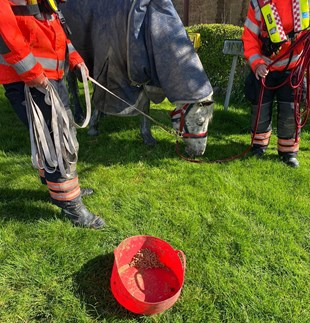 Two firefighters standing with a horse after rescuing it.