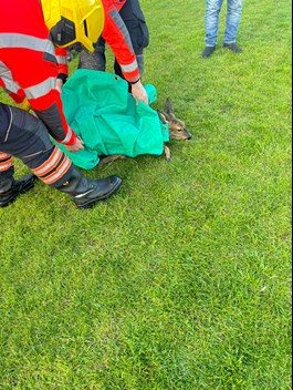 Firefighters moving a deer after rescuing it.