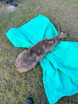 Deer rescued by firefighters