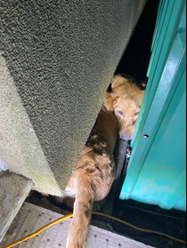 Puppy trapped between a house and a shed.