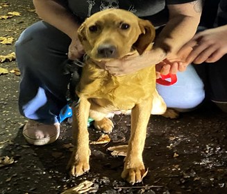 Puppy with owner