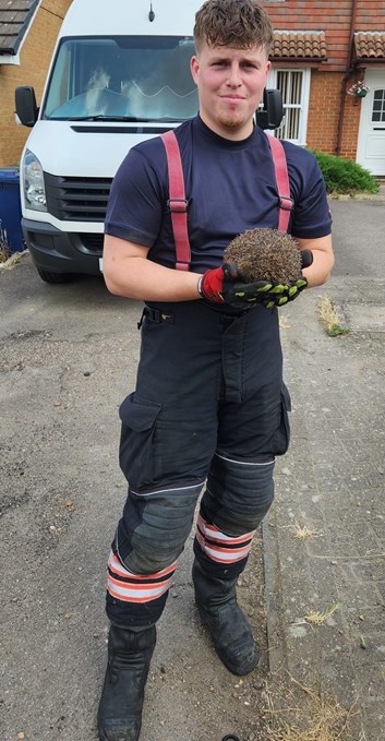 Hedgehog rescue